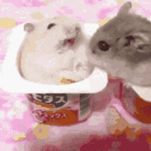 Hamster Yogurt GIF - Hamster Yogurt Slap GIFs