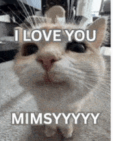 a cat with a caption that says i love you mimsyyyy