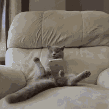The Insult Is Real GIF - Cat Fat Fat Cat GIFs