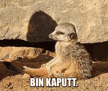 Bin Kaputt. GIF - Erdmännchen Kaputt Müde GIFs
