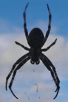 a spider is silhouetted against a cloudy sky