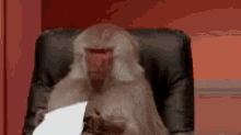 Monkey Paper Eating GIF - Monkey Paper Eating Funny GIFs