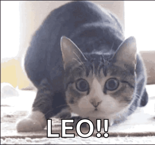 Cat GIF - Cat - Discover & Share GIFs