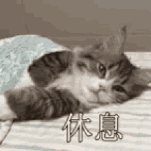 休息 GIF - Chill Relax Kitten GIFs