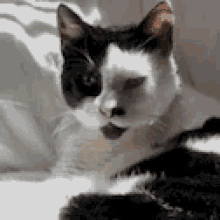 Cat Bored GIF - Cat Bored Stare GIFs