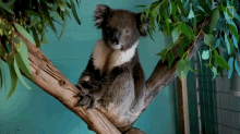 Staring The Future Of Koalas GIF - Staring The Future Of Koalas Sitting Still GIFs