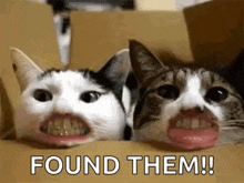 Peopleteethcat Cats GIF - Peopleteethcat Cats Teeth GIFs