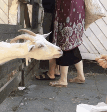 goat goats teasing prank kambing