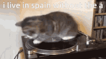 Cat Spin GIF