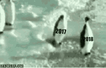 Pinguin 2017 2018 GIF - Pinguin 2017 2018 GIFs