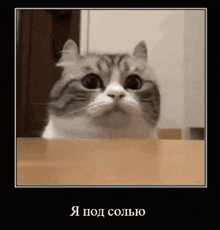 a cat is peeking over a table and looking at the camera