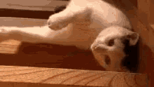 Tired Cat GIF - Tired Cat Stairs GIFs