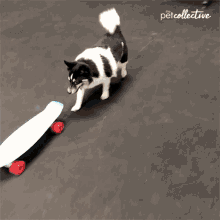 Skateboarding The Pet Collective GIF
