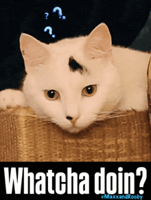 a white cat laying on a box with the words whatcha doin written below it