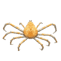 a pixelated image of a crab with long claws on a white background