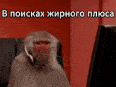 a monkey wearing a headset is sitting in front of a computer screen with a red background
