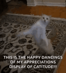 Cat Dance GIF - Cat Dance Kitty GIFs