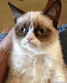 cats angry Memes & GIFs - Imgflip