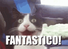 fantastic cat excited awesome