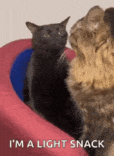 Cat Convo Cat Talking GIF - Cat Convo Cat Cat Talking GIFs