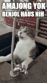 a cat is sticking its tongue out while sitting in a sink with the caption amajong yok benjol haus nih