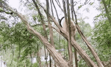 Panda Tree GIF