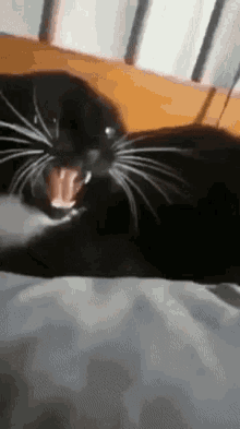 Elisttm Cat GIF - Elisttm Cat Funny GIFs