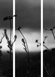 Black White GIF - Black White Grass GIFs