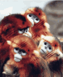 Sihir Monyet GIF - Sihir Monyet GIFs