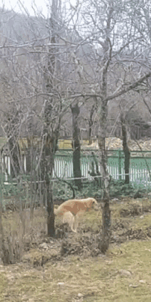 a dog is walking through a fenced in area