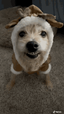 a dog wearing a reindeer costume with a tiktok watermark on the bottom