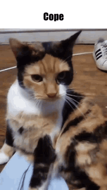 Molly Fat Cat GIF - Molly Fat Cat GIFs