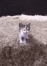 Cat Kitty GIF - Cat Kitty Now Here Is The Jumper GIFs