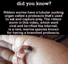 Ribbon Worms GIF - Ribbon Worms Worms GIFs