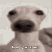 Smell Dog Sniff GIF - Smell Dog Sniff GIFs