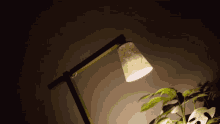 Lamp Plant GIF - Lamp Plant Dark GIFs