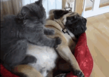 Cat Massage GIF - Cat Massage Dog GIFs