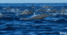 Dolphins Jumping Out Of Water GIF - Dolphins Jumping Out Of Water Jump GIFs