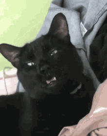funny animals sneezing sneeze cat