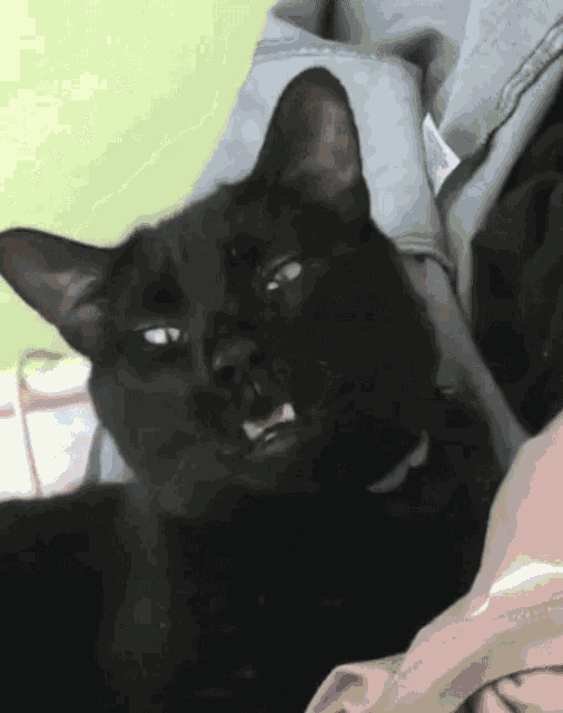 Funny Animals Sneezing GIF - Funny Animals Sneezing Sneeze - Discover &  Share GIFs