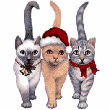 three cats cats merry christmas kitty kitty cat