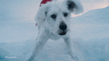 a small white dog wearing a red santa hat is laying in the snow