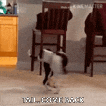 a dog is standing on its hind legs in a room with the words `` tail come back '' written on the floor .