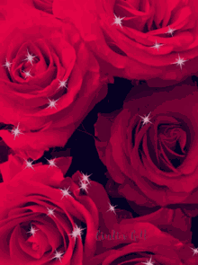 Rose575 Roses57 GIF - Rose575 Roses57 Glirose57 GIFs