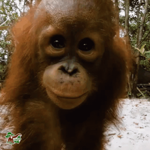 orangutan-orangutan-baby.gif
