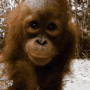 Orangutan Orangutan Baby GIF - Orangutan Orangutan Baby Baby Orangutan GIFs