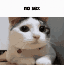 No Sex Cat GIF - No Sex Cat No GIFs