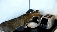 Cat'S Not A Fan Of Toast GIF - Cat Toaster Scared GIFs