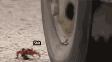a crab is crawling on the ground next to a car wheel and the word shit is visible
