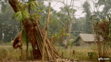 a monkey is hanging upside down from a tree in the jungle .